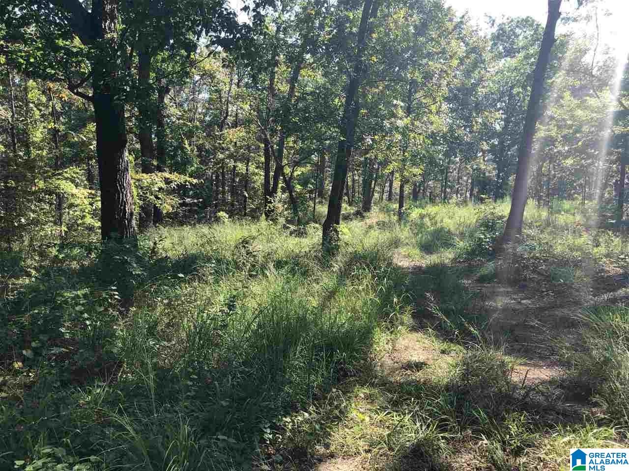 200-acres High Road, Unit 200 ACRES Pell City, AL 35128 - Photo 13 of 17