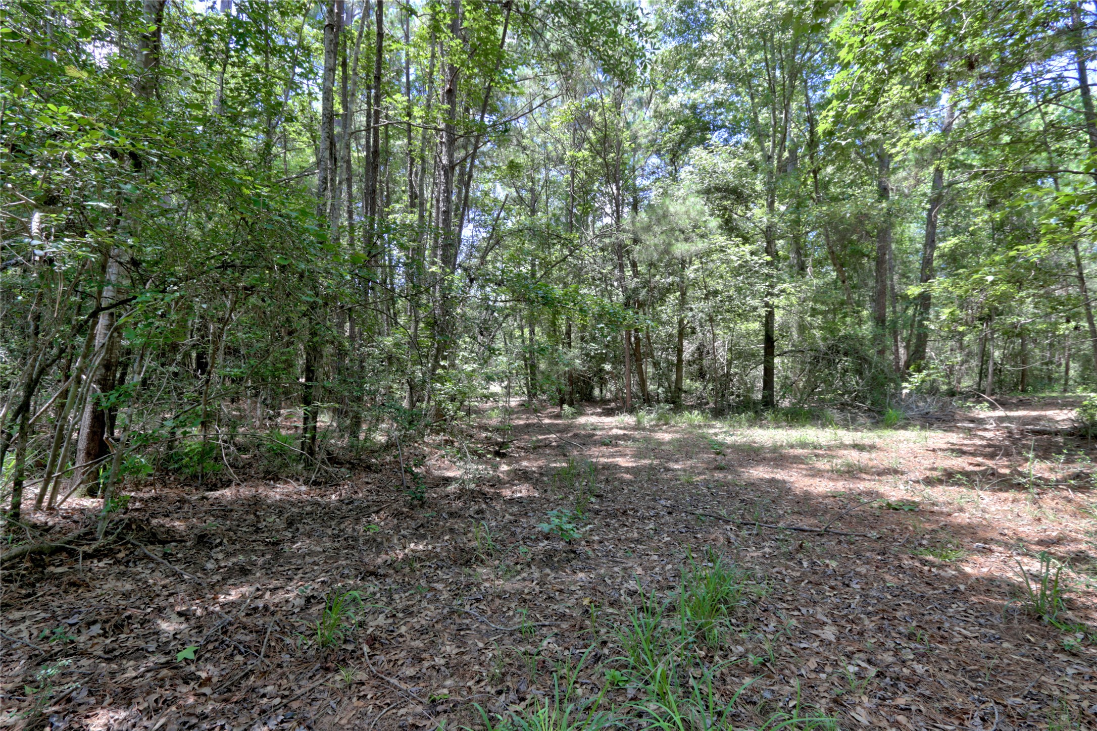 258 Heartland Road New Waverly, TX 77358 - Photo 14 of 27 Ground Shots of Lot with beautiful trees ready for your dream home