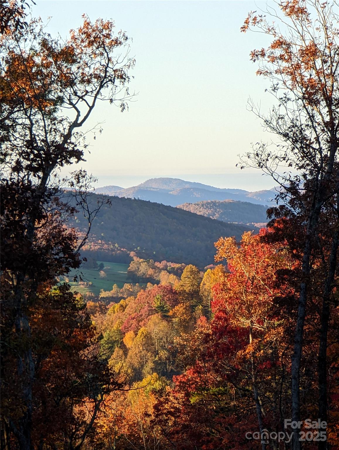 343 East Marshall Ridge Road Hendersonville, NC 28792 - Photo 22 of 44 a view of tree