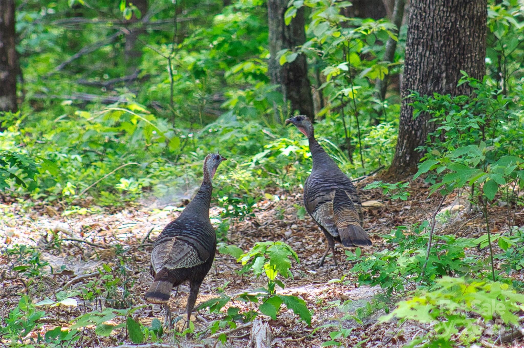343 East Marshall Ridge Road Hendersonville, NC 28792 - Photo 28 of 44 a view of a garden with plants