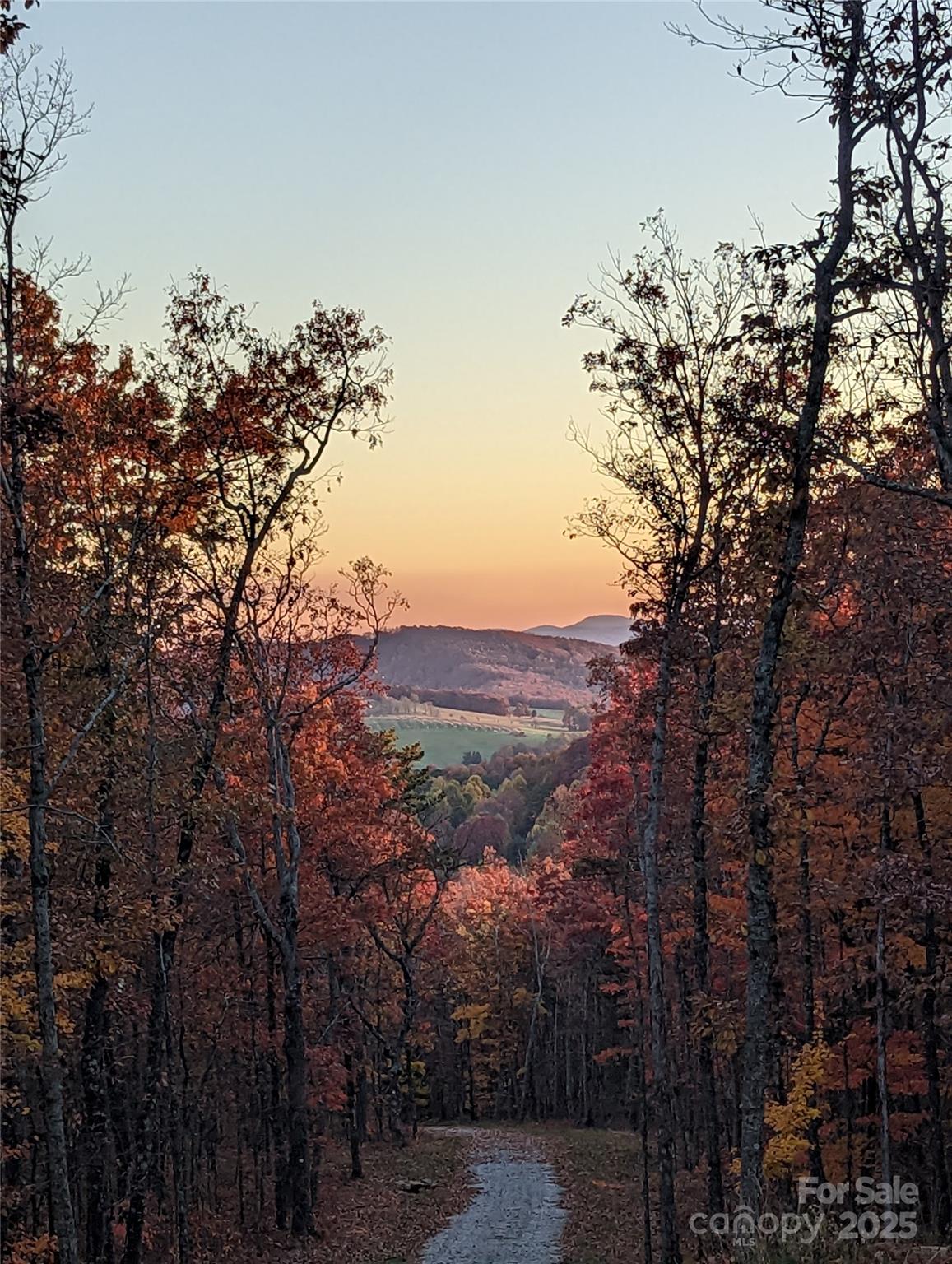 343 East Marshall Ridge Road Hendersonville, NC 28792 - Photo 3 of 44 a view of a forest with a mountain in the background