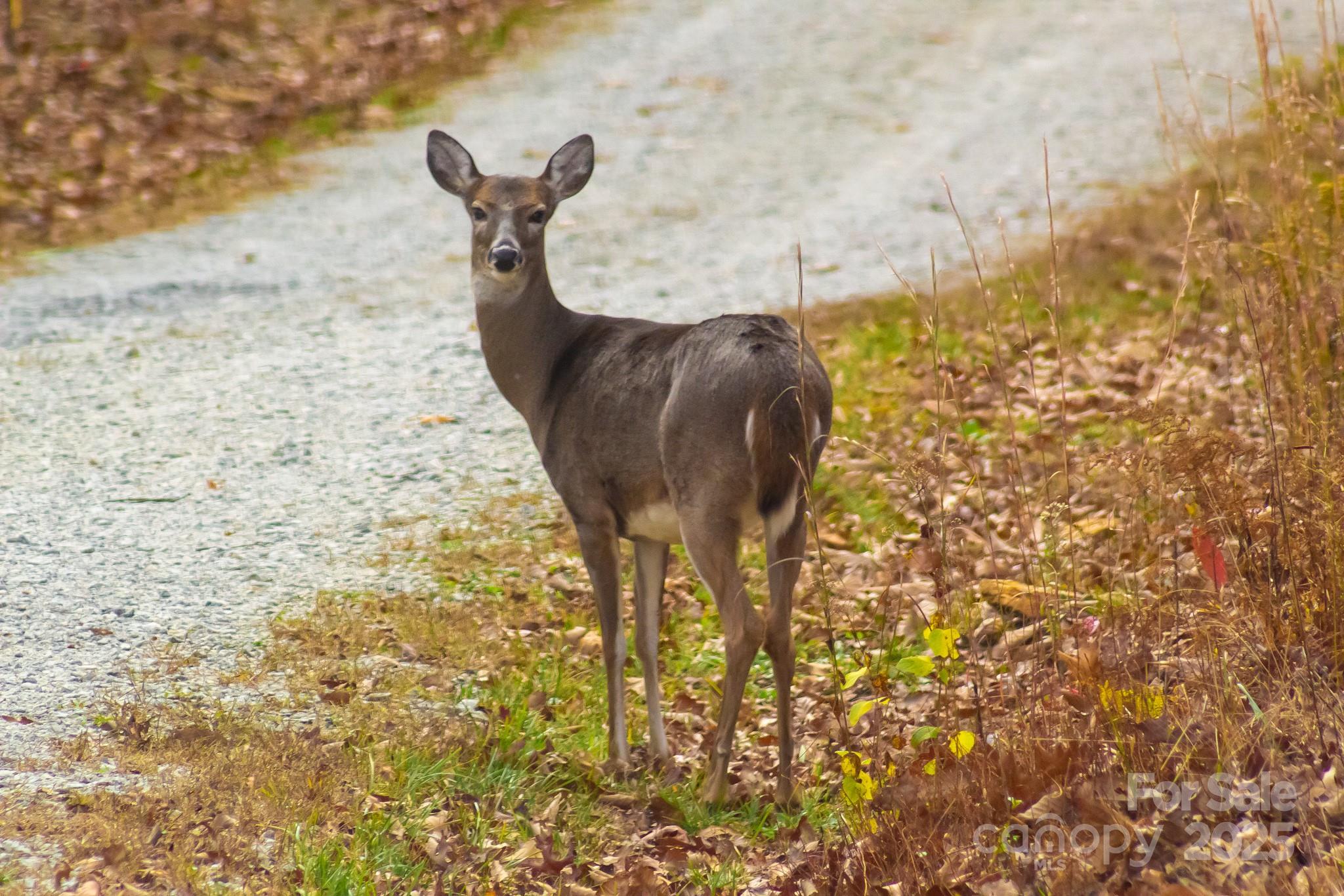343 East Marshall Ridge Road Hendersonville, NC 28792 - Photo 39 of 44