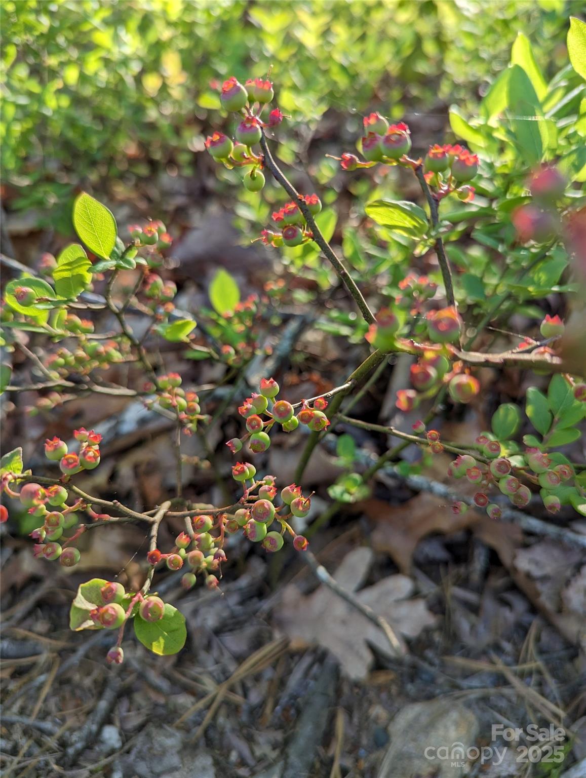 343 East Marshall Ridge Road Hendersonville, NC 28792 - Photo 41 of 44