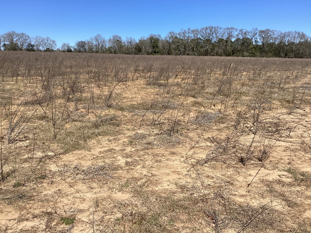 0 Benton Store Road Columbia, AL 36319 - Photo 21 of 24