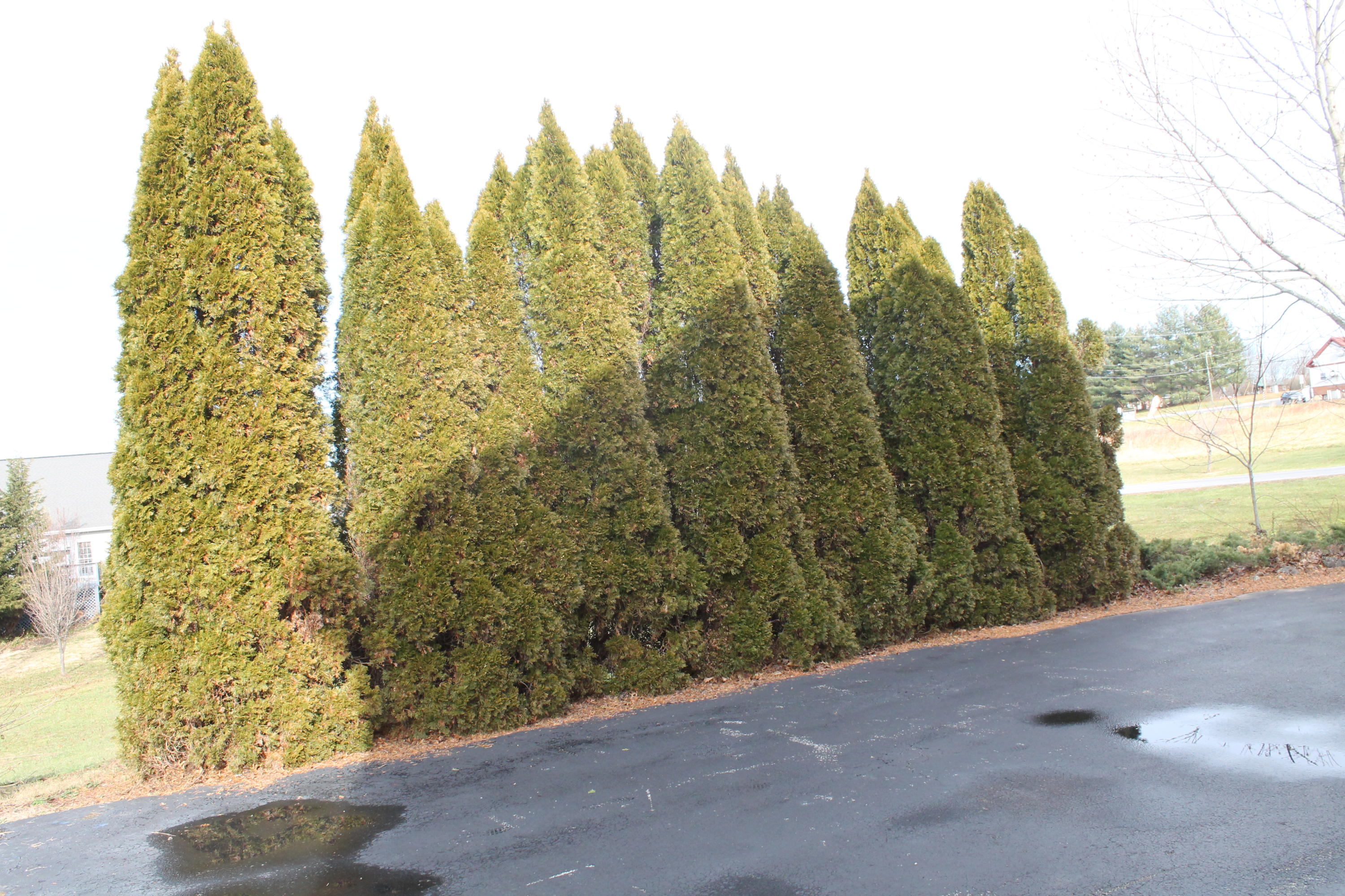 101 Aftons Meadow Road Vinton, VA 24179 - Photo 14 of 55 a view of a yard with trees in front of it