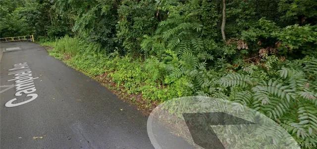 a view of a garden with a plant