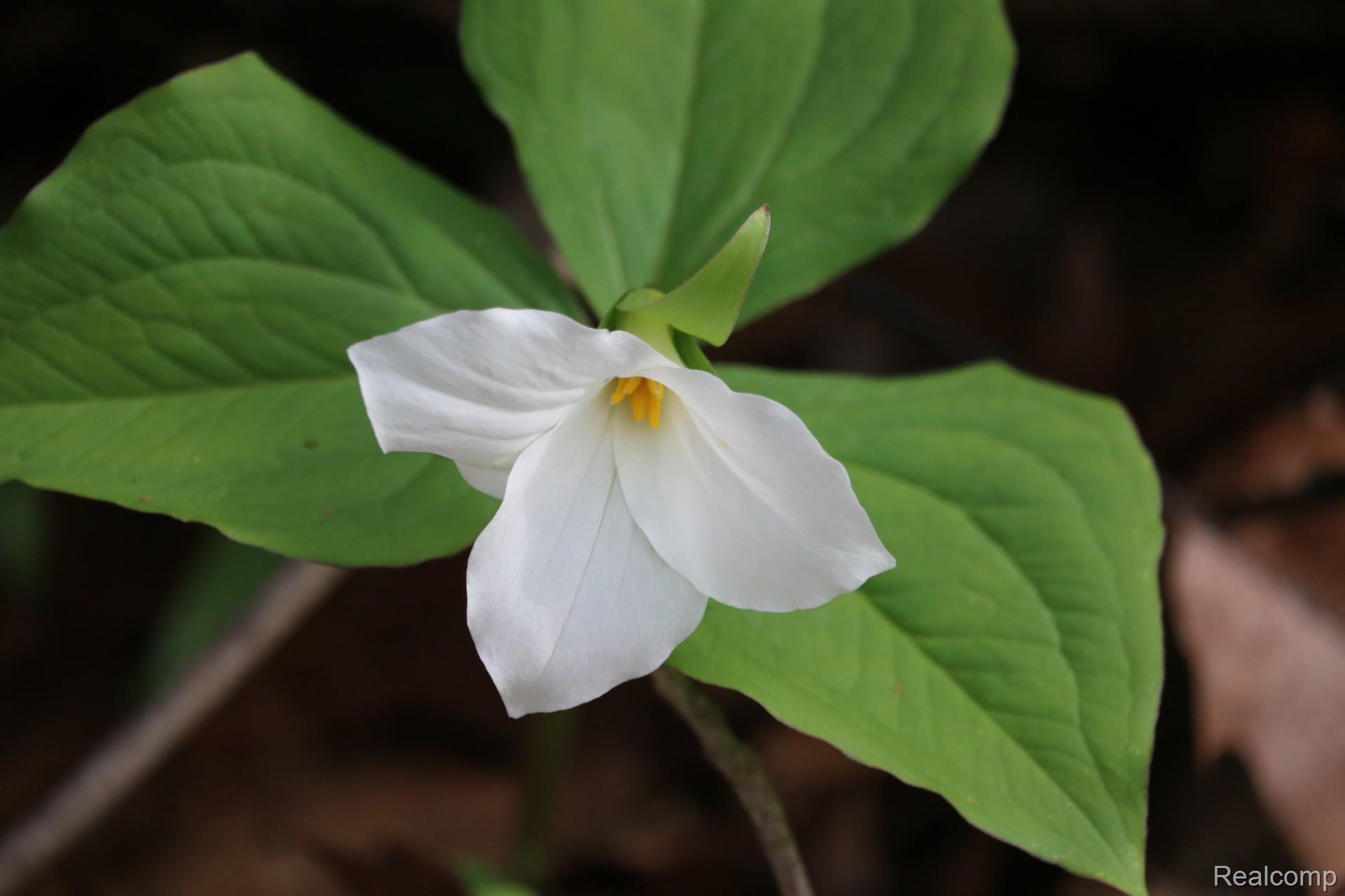6882 Jones Road North Branch, MI 48461 - Photo 57 of 64 Wildflowers 2.jpg