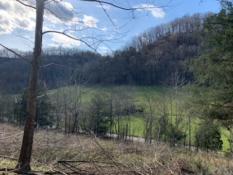 662 Wilmore Hollow Road Pleasant Shade, TN 37145 - Photo 12 of 19 a view of a yard