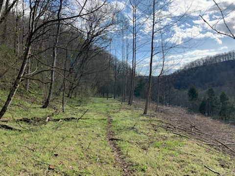 662 Wilmore Hollow Road Pleasant Shade, TN 37145 - Photo 13 of 19 a fire hydrant in the middle of a field