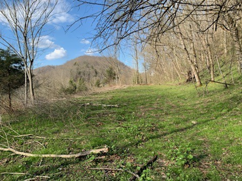 662 Wilmore Hollow Road Pleasant Shade, TN 37145 - Photo 17 of 19 a view of a yard