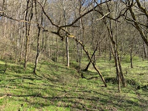 662 Wilmore Hollow Road Pleasant Shade, TN 37145 - Photo 2 of 19 a backyard of a house with lots of green space