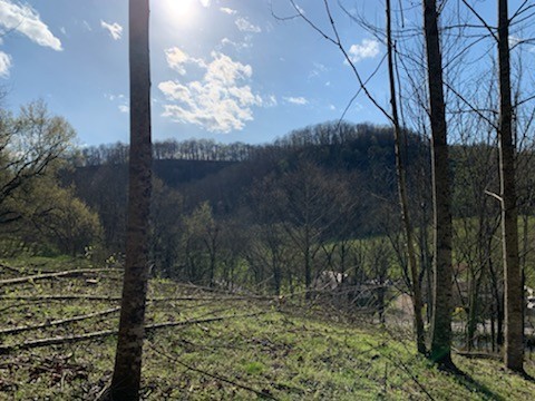 662 Wilmore Hollow Road Pleasant Shade, TN 37145 - Photo 3 of 19 a view of a yard