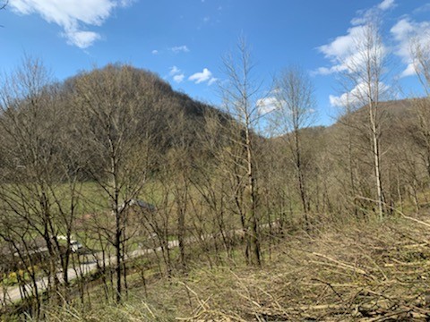 662 Wilmore Hollow Road Pleasant Shade, TN 37145 - Photo 6 of 19