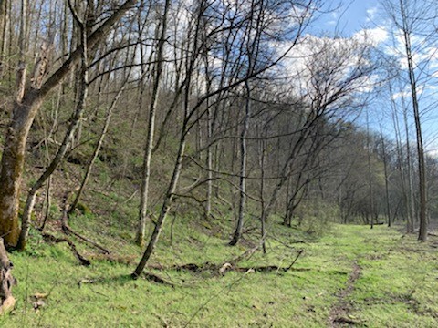 662 Wilmore Hollow Road Pleasant Shade, TN 37145 - Photo 8 of 19 a backyard of a house with a yard and large tree