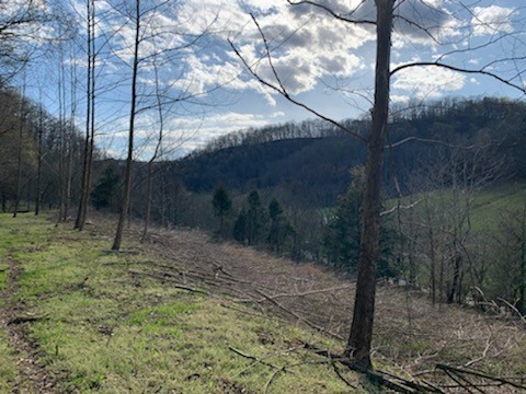 662 Wilmore Hollow Road Pleasant Shade, TN 37145 - Photo 10 of 19 a view of a dry yard