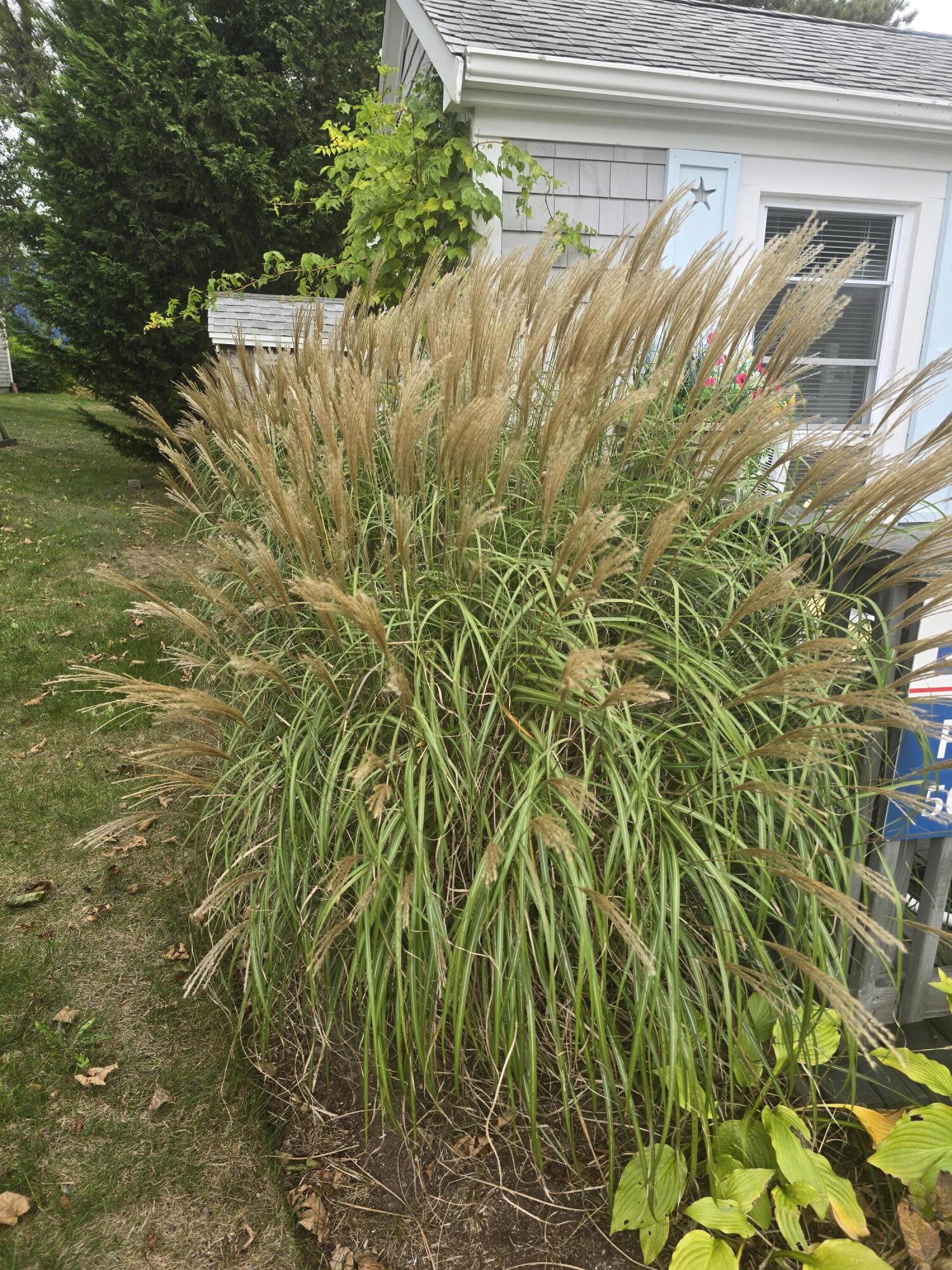 292 Route 28, Unit 1 Harwich, MA 02646 - Photo 18 of 29 a view of a backyard