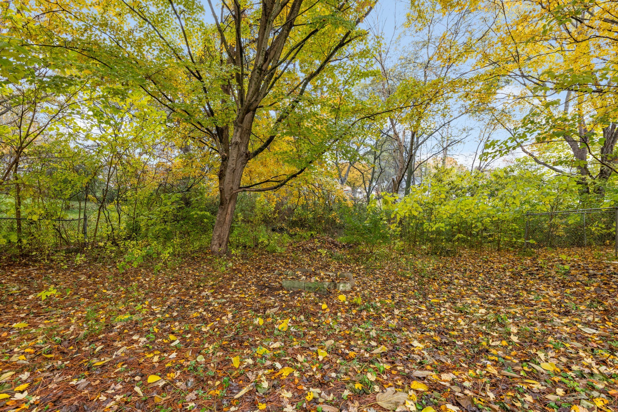 415 Durrett Street Springfield, TN 37172 - Photo 54 of 54 a backyard of a house with lots of plants and large trees