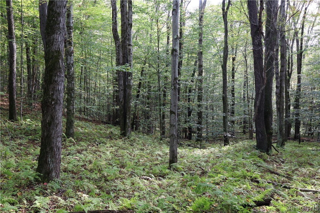Lawrence Road Windsor, NY 13865 - Photo 23 of 31 Gallery Image 23