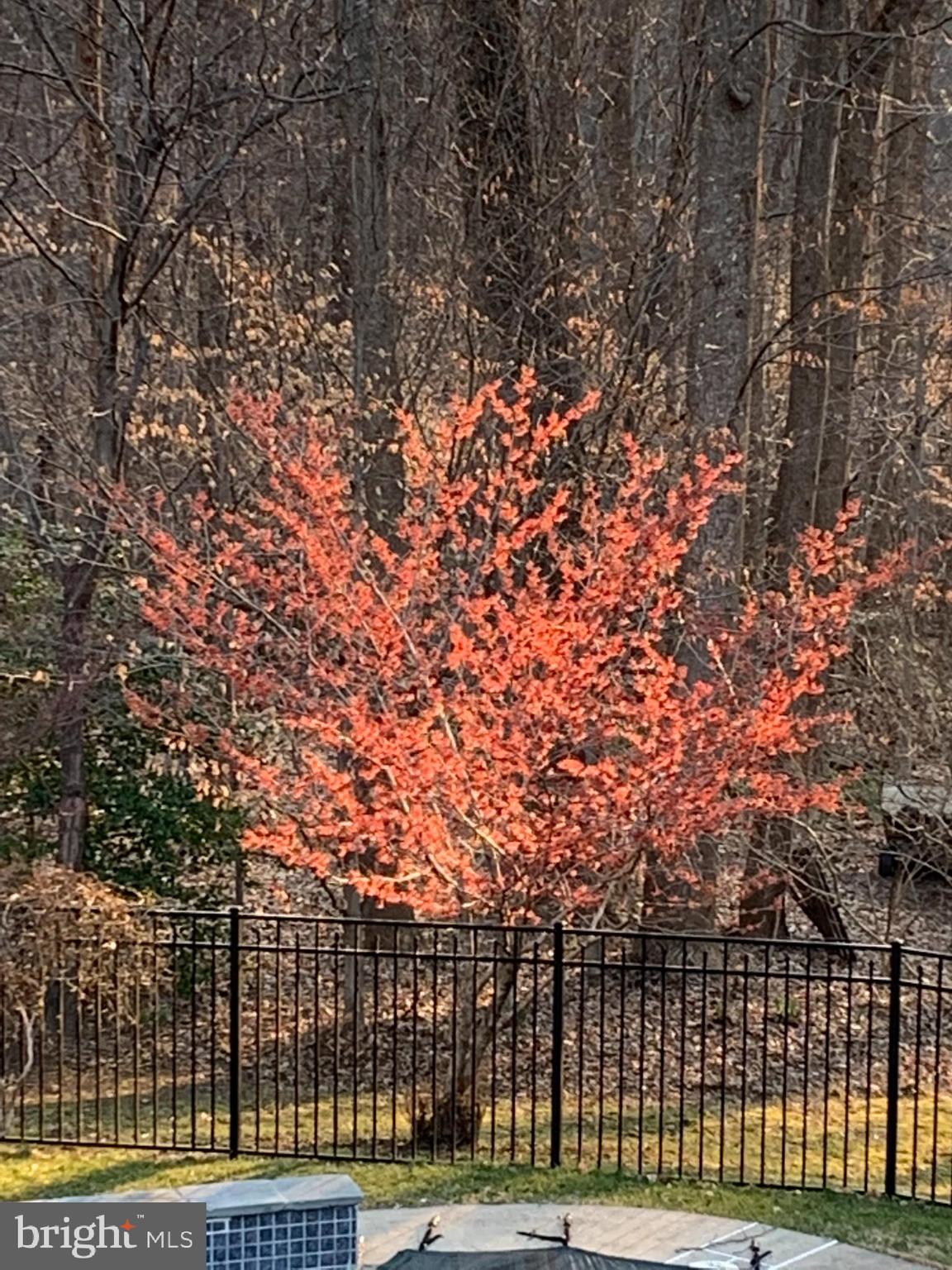 5258 O'Faly Road Fairfax, VA 22030 - Photo 55 of 57 Witch Hazel blooms in late winter