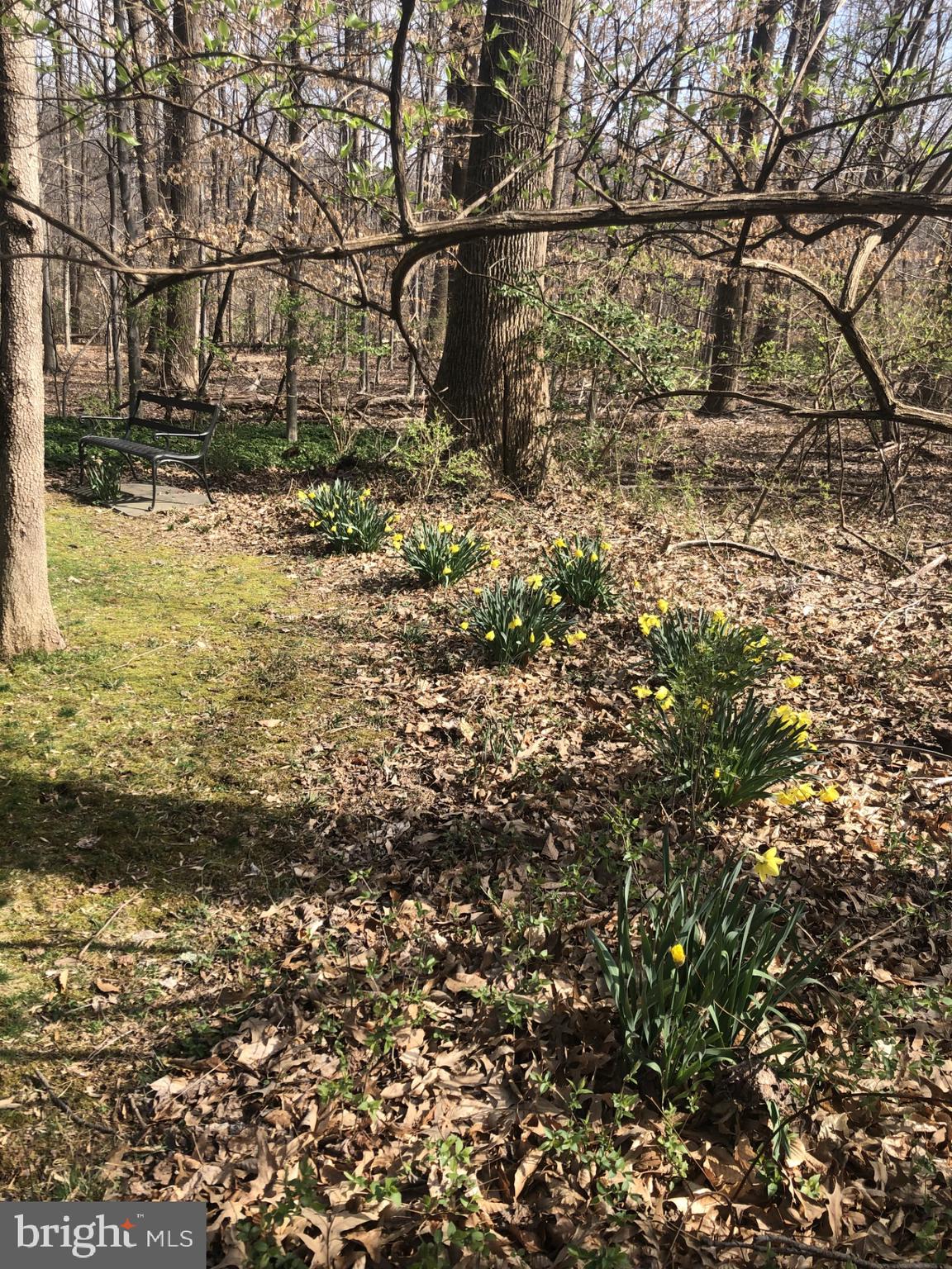 5258 O'Faly Road Fairfax, VA 22030 - Photo 56 of 57 Springtime