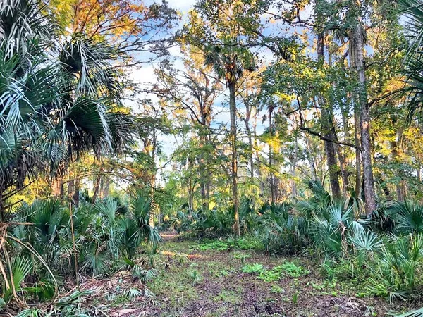 a view of a yard with trees