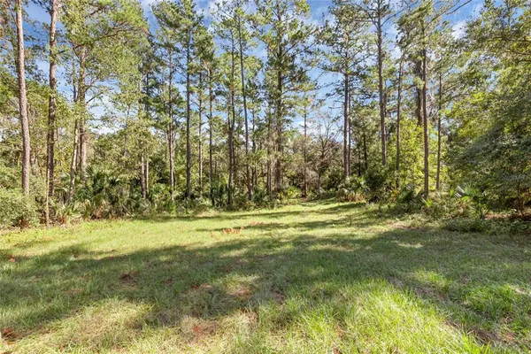 a view of a yard with large trees