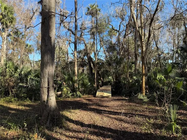 a view of a yard with plants and trees