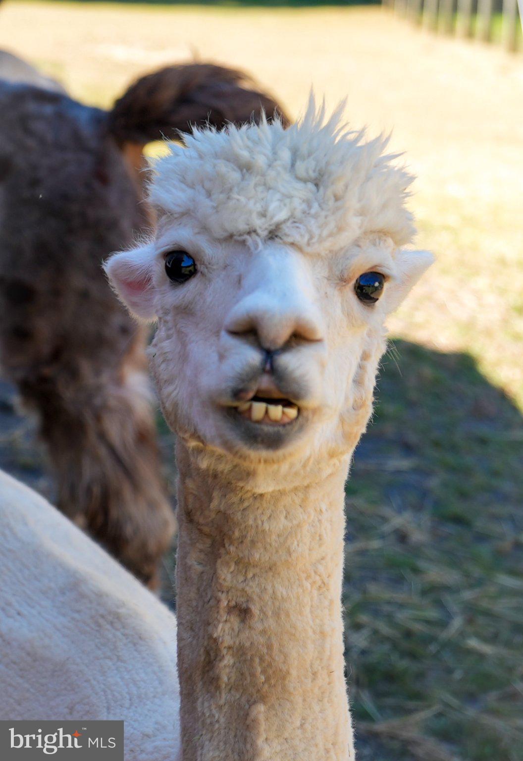 928 Swamp Road Furlong, PA 18925 - Photo 83 of 85 Charming alpaca with a quirky grin.