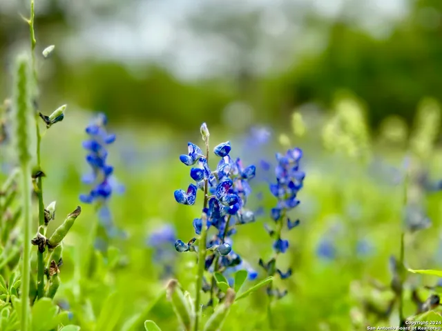 $1,423,200 | 7711 Devine Tx 78016, Devine, TX 78016