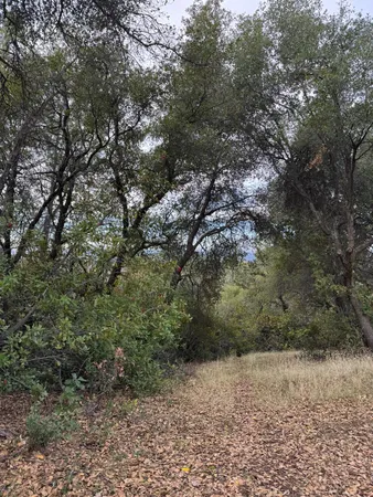 a view of a yard with a tree