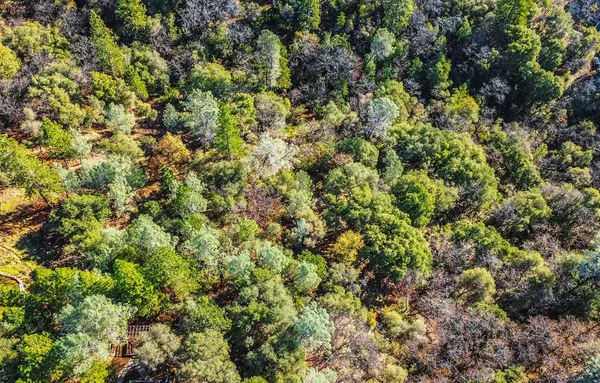a view of a lush green forest with a tree