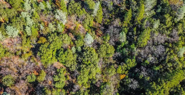 a view of a lush green forest