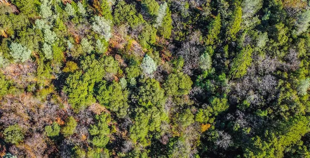 a view of a lush green forest
