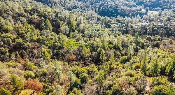 a view of a city with lush green forest