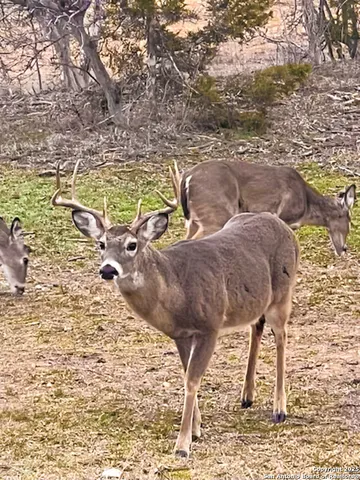 $989,900 | 23 Waring Road, Boerne, TX 78013