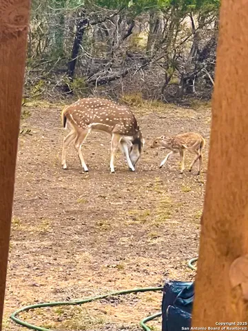 $989,900 | 23 Waring Road, Boerne, TX 78013