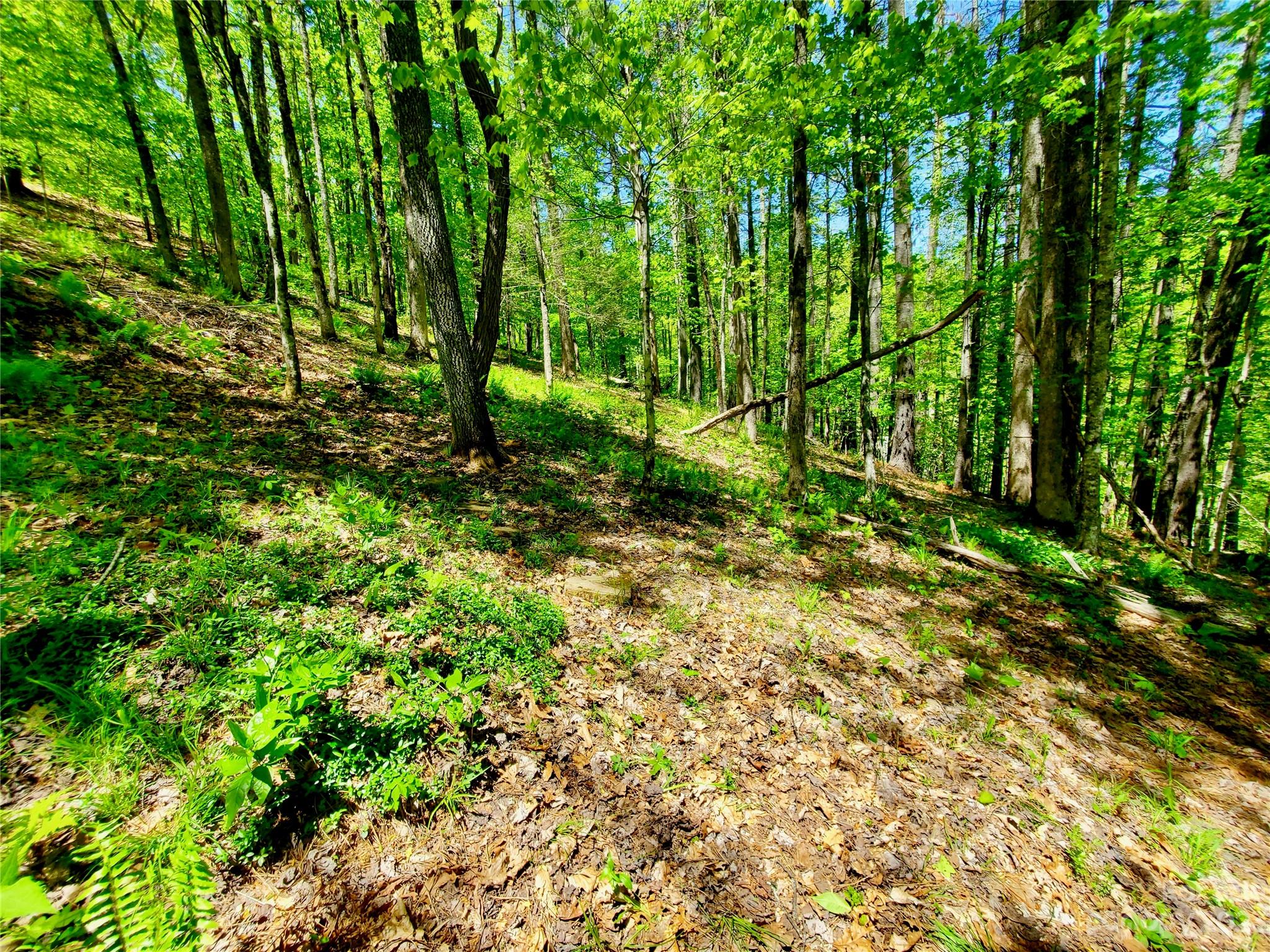2732 Blanton Branch Road Sylva, NC 28779 - Photo 40 of 43 Gallery Image 40