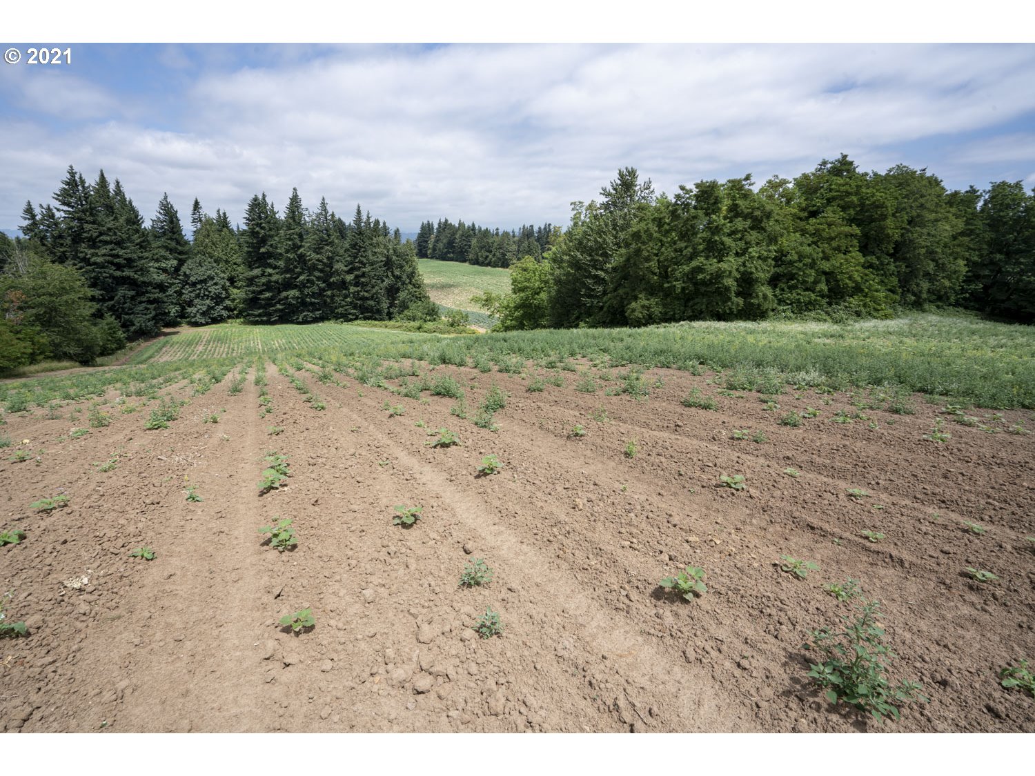 33535 Northeast Mershon Road Corbett, OR 97019 - Photo 6 of 21 Gallery Image 6