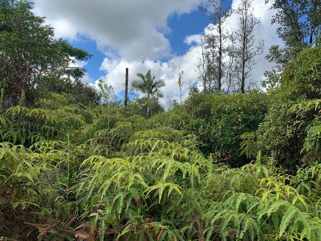 4511 Opeapea Road Mountain View, HI 96771 - Photo 3 of 8 Gallery Image 3