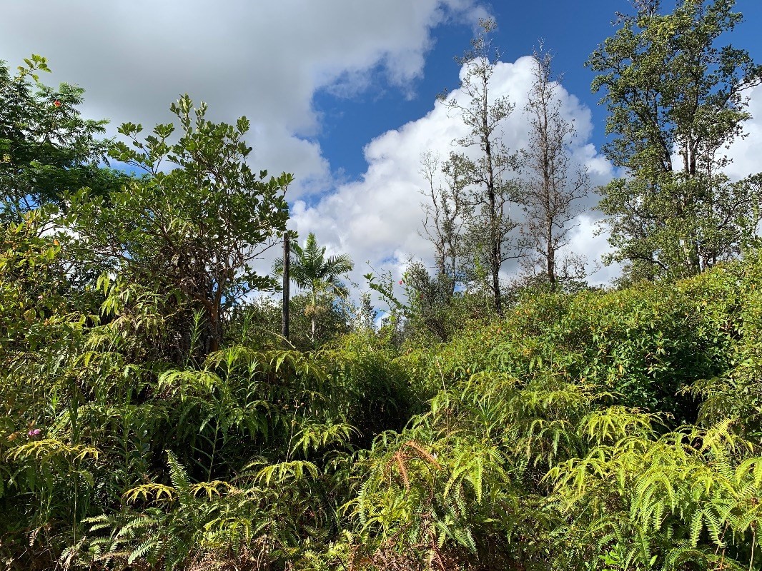 4511 Opeapea Road Mountain View, HI 96771 - Photo 5 of 8 Gallery Image 5