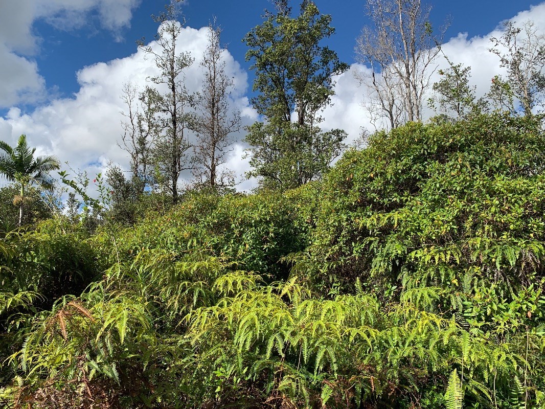 4511 Opeapea Road Mountain View, HI 96771 - Photo 6 of 8 Gallery Image 6