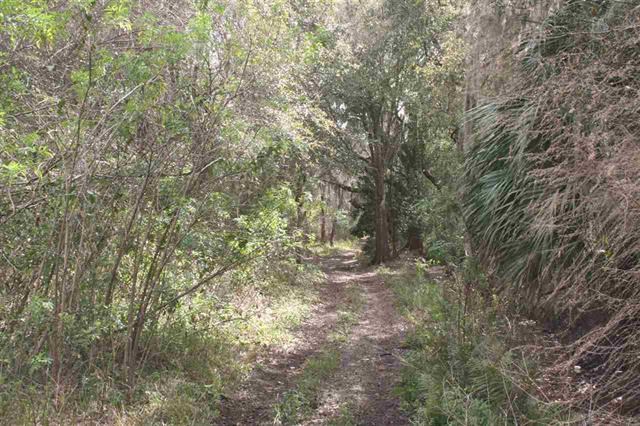0 East Essex Road Hastings, FL 32145 - Photo 3 of 5 a view of a yard with a tree