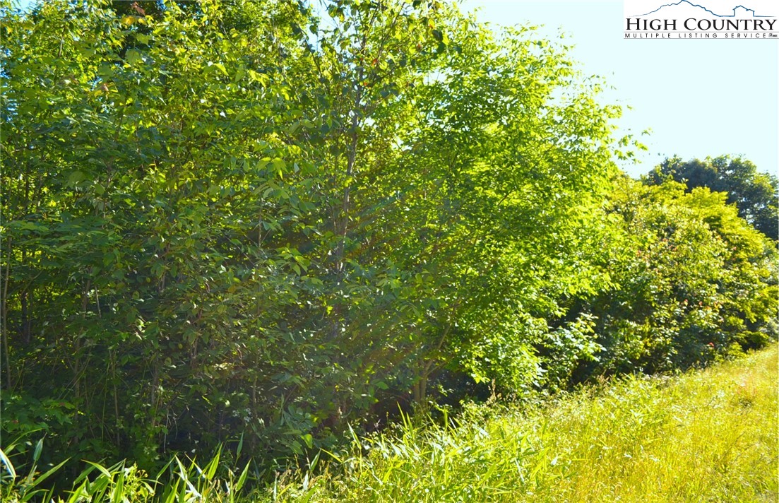 Holiday Lane Whitetop, VA 24292 - Photo 11 of 12 a view of a lush green field