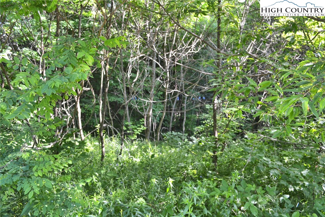 Holiday Lane Whitetop, VA 24292 - Photo 12 of 12 a view of a plant in a garden