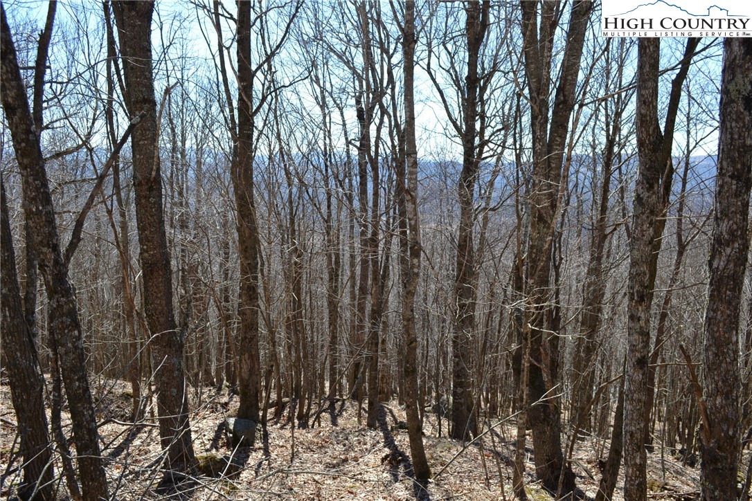 Holiday Lane Whitetop, VA 24292 - Photo 2 of 12 a view of lots of trees
