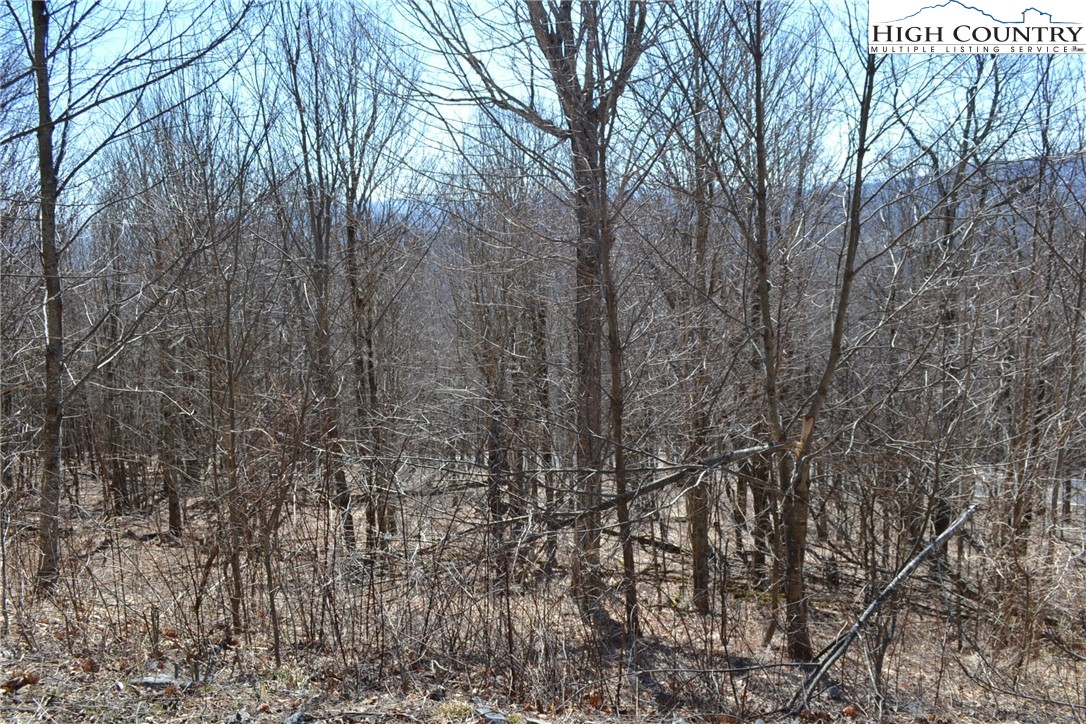 Holiday Lane Whitetop, VA 24292 - Photo 4 of 12 a backyard of a house with lots of trees