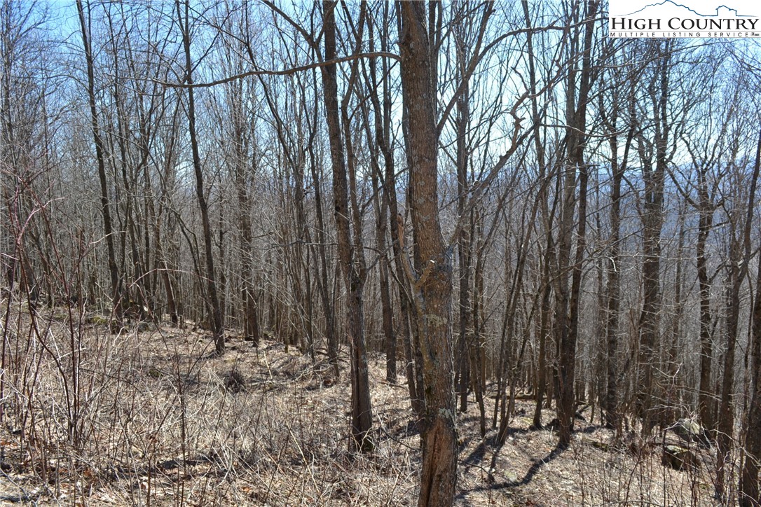 Holiday Lane Whitetop, VA 24292 - Photo 5 of 12 a view of a yard with trees