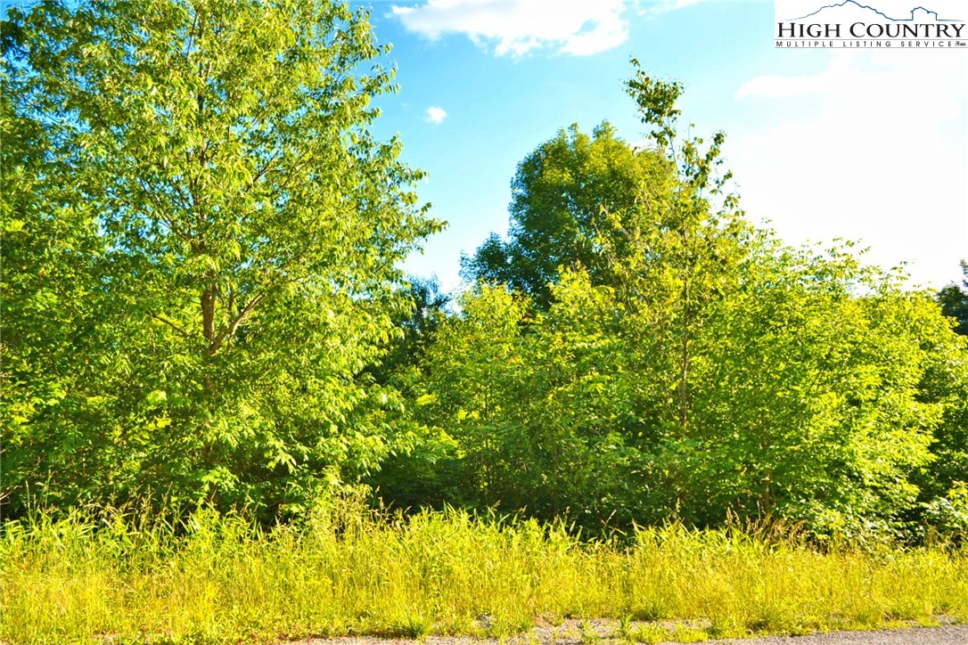Holiday Lane Whitetop, VA 24292 - Photo 10 of 12 a view of a big yard with plants and large trees