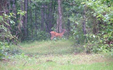 . Off Goose Island Road Cherry Log, GA 30522 - Photo 1 of 1 Main View