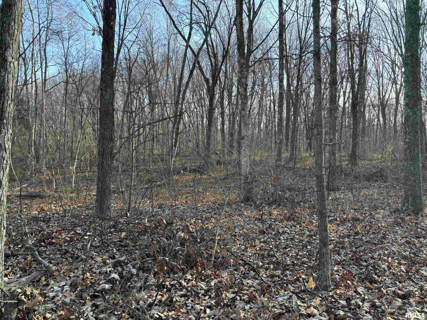 0 State Route 37 Kell, IL 62853 - Photo 7 of 9 a view of a yard with large trees